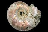 Iridescent, Pyritized Ammonite (Quenstedticeras) Fossil - Russia #175025-1
